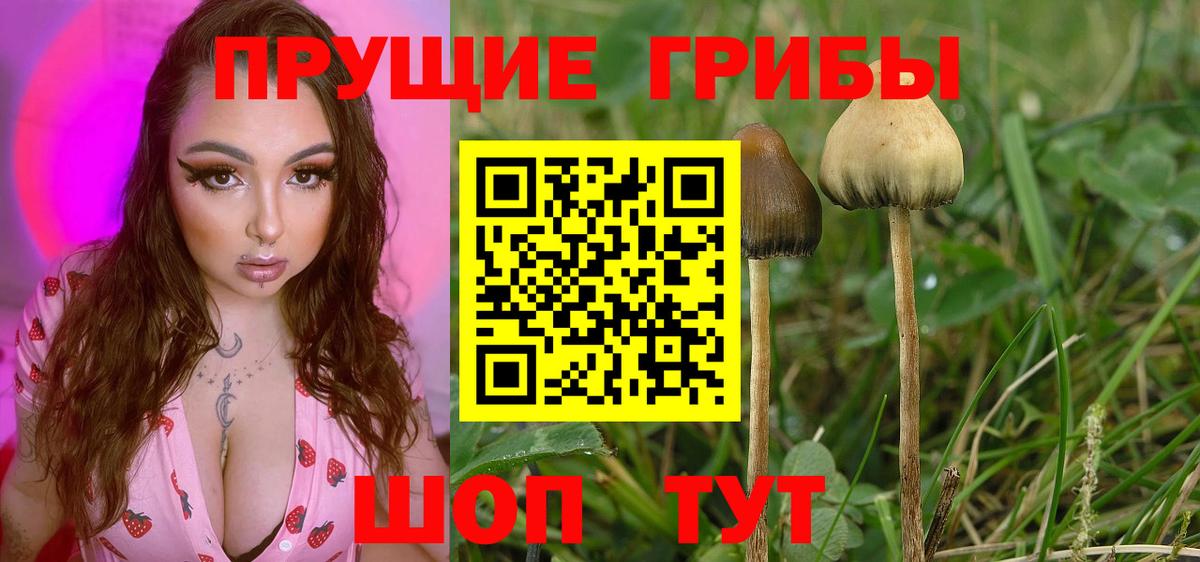 Галлюциногенные грибы Magic Shrooms  Вход с VPN  Псилоцибиновые грибы Psilocybe  Хасавюрт 