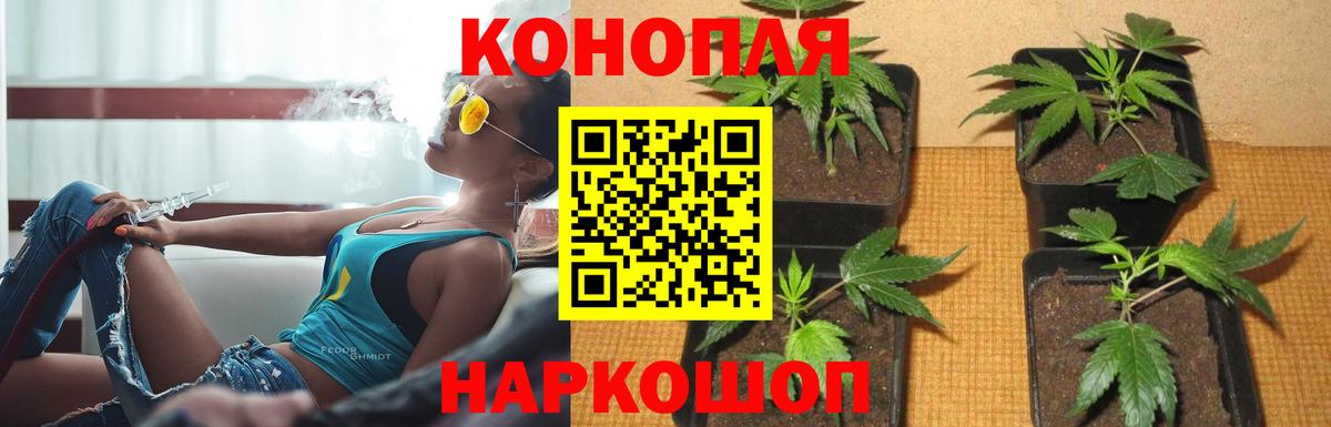 Хасавюрт  МАРИХУАНА планчик  Каннабис гибрид  Канабис планчик  Шишки марихуана конопля  Вход с VPN 